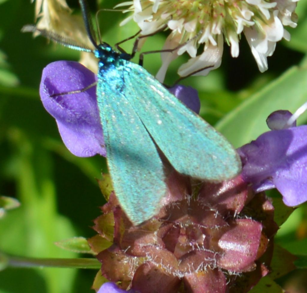 Farfalla - Zygaenidae: cfr. Jordanita sp.