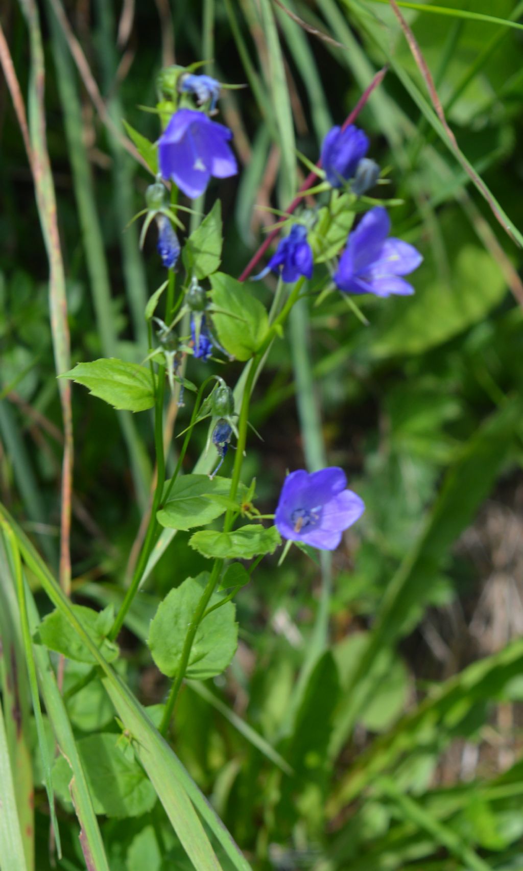 identificazione fiore