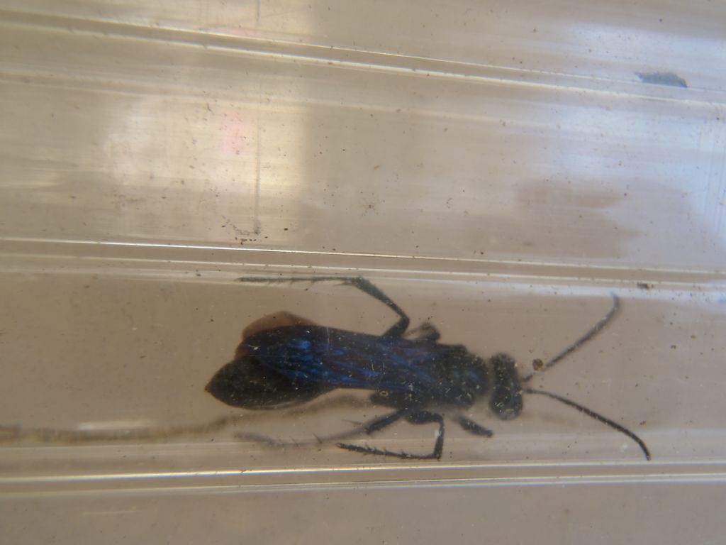 Vespa? Isodontia mexicana