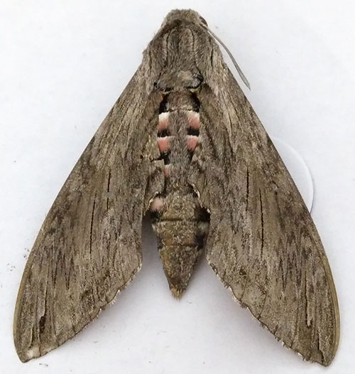 Agrius convolvuli  (Sphingidae)