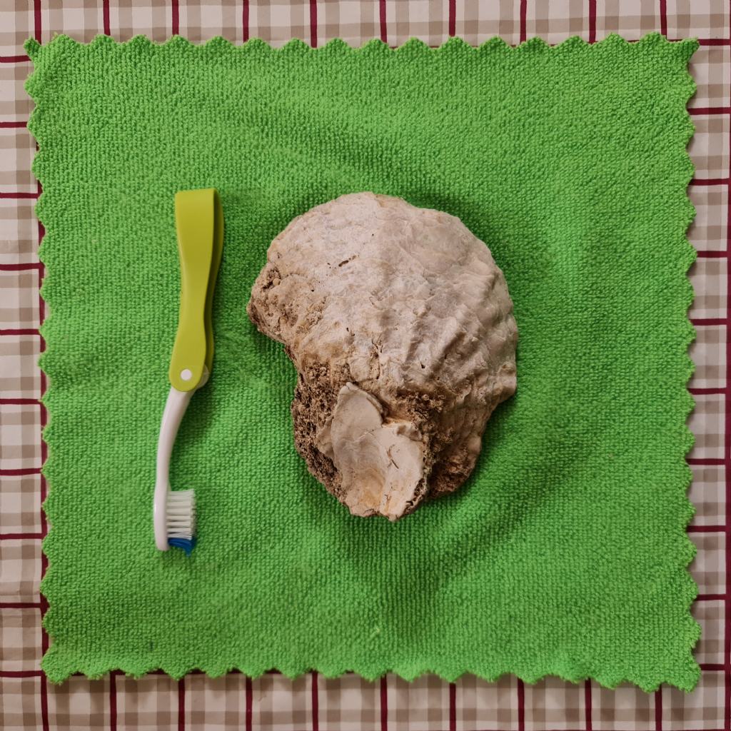 Fossile di Ostrea da Grottaglie in Puglia