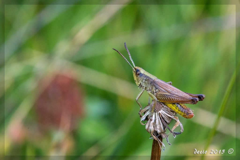 Acridiidae da identificare: Chorthippus parallelus