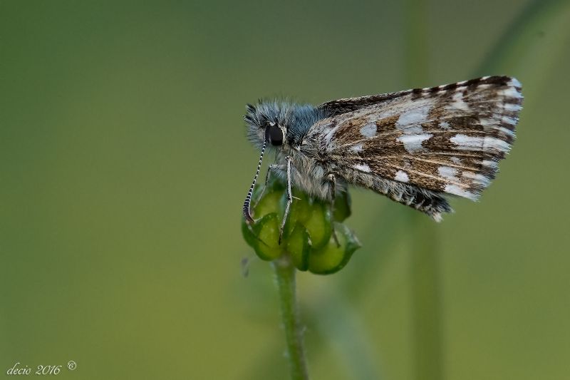 farfalle da identificare - Pyrgus malvoides e Polygonia c-album