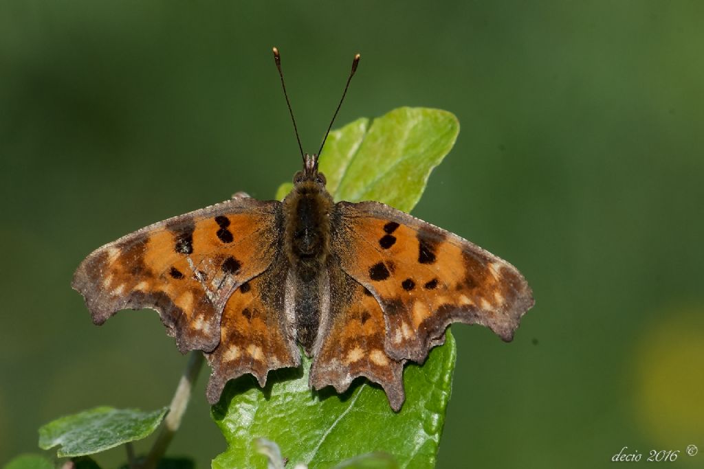 farfalle da identificare - Pyrgus malvoides e Polygonia c-album