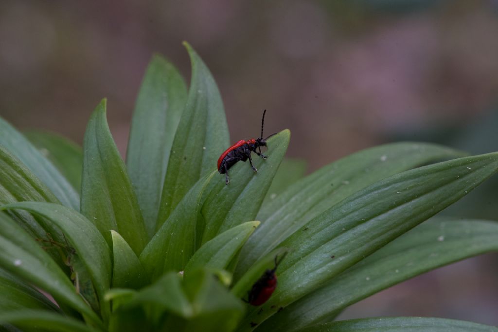 Lilioceris lilii (Chrysomelidae)