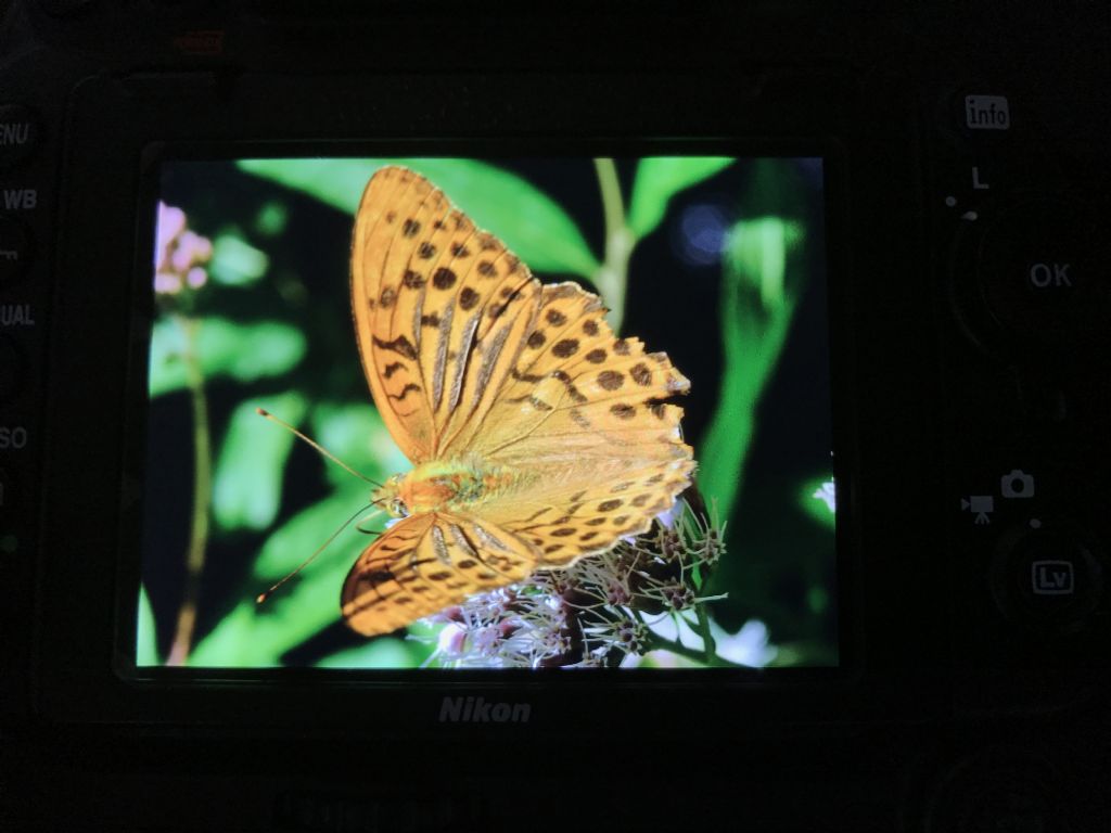 Farfalla da identificare - Argynnis (Argynnis) paphia, Nymphalidae