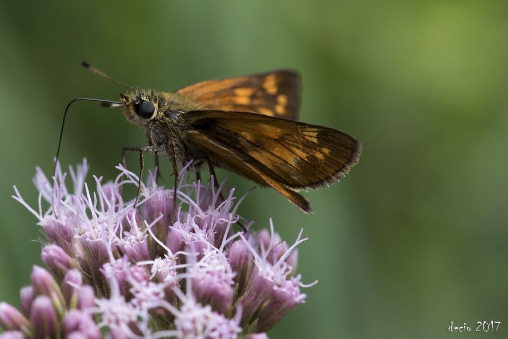 identificazione farfalla