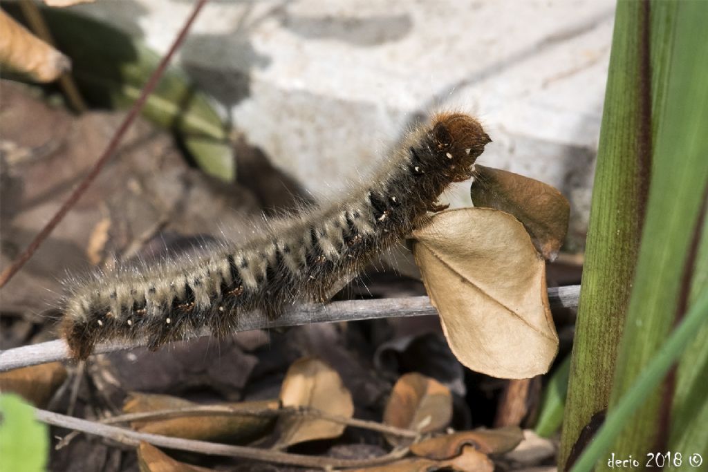 Identificazione Bruco