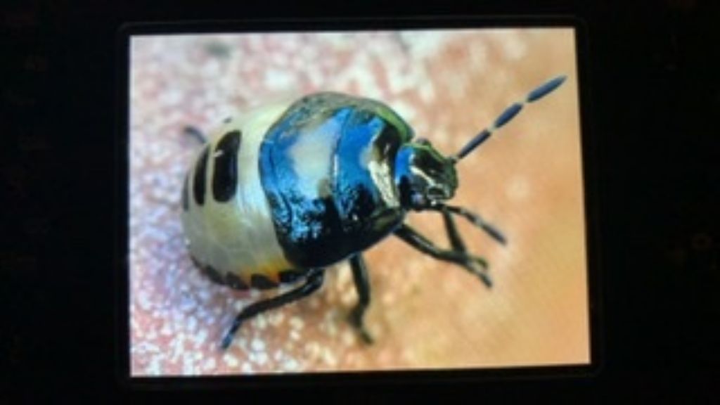 Cydnidae: Tritomegas bicolor (nymph)