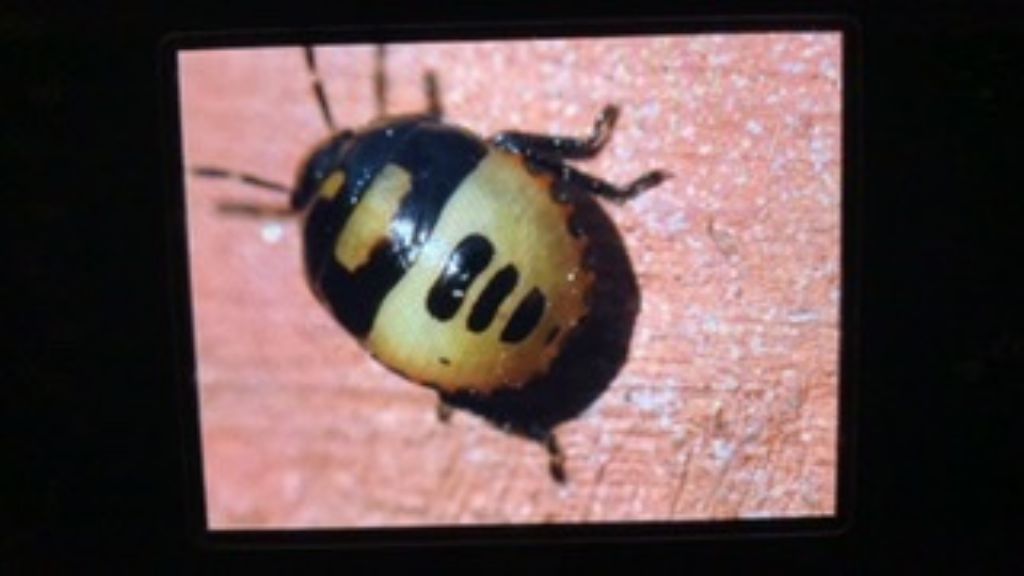 Cydnidae: Tritomegas bicolor (nymph)