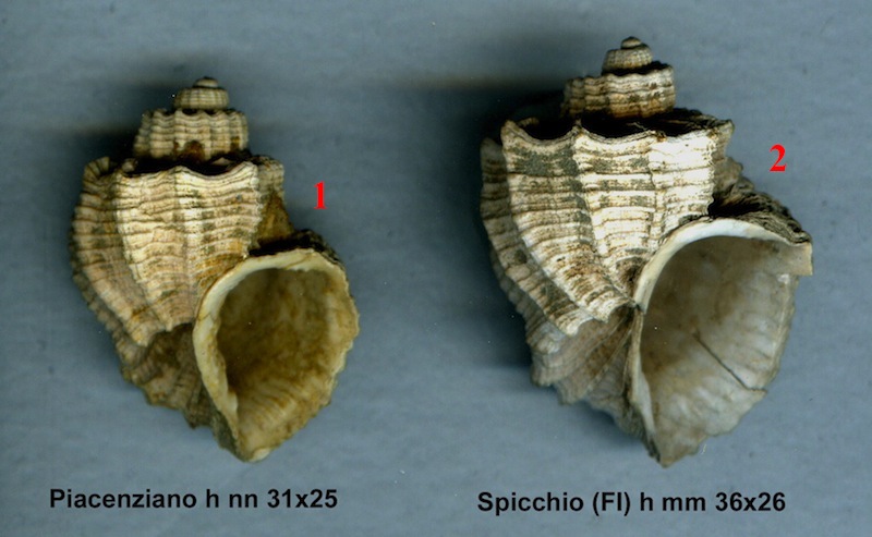 Trigonostoma cassideum?