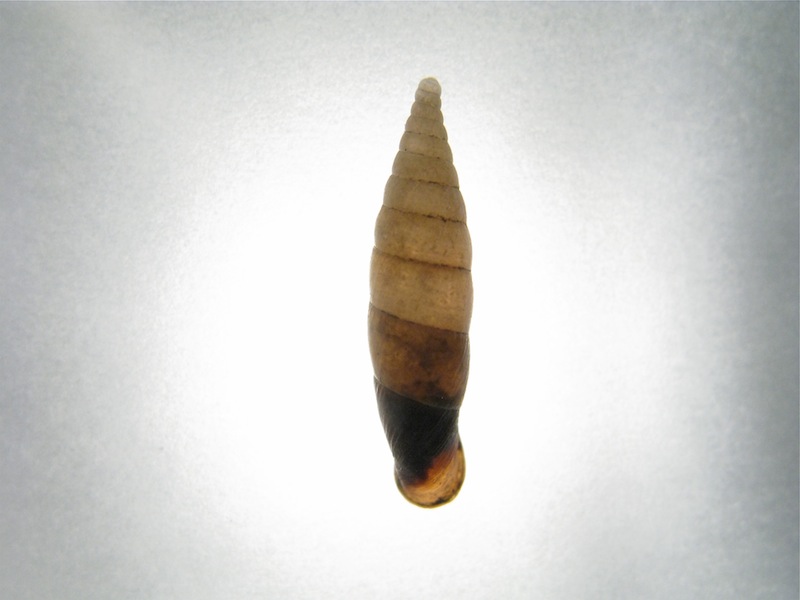 Clausiliidae