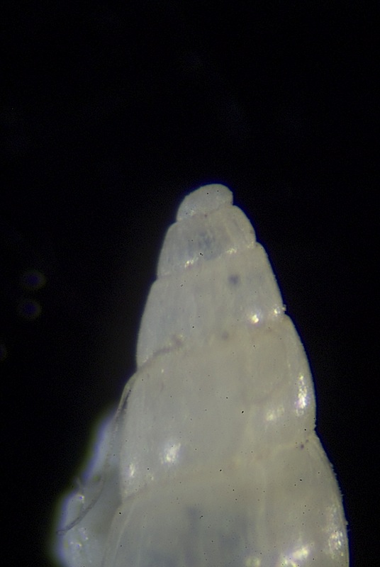 Odostomia