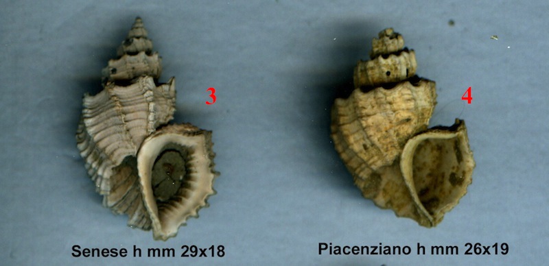 Trigonostoma cassideum?