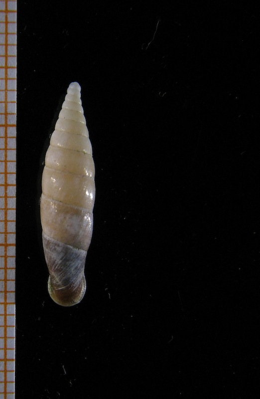 Clausiliidae