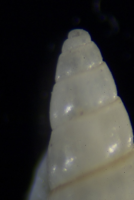 Odostomia