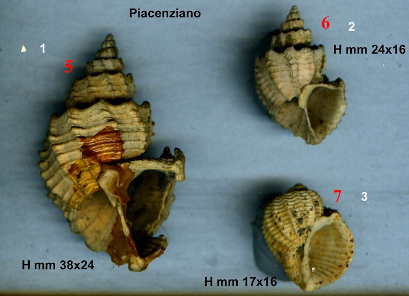 Trigonostoma cassideum?