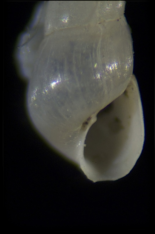 Odostomia