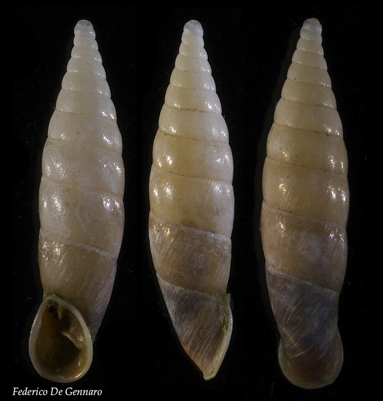 Clausiliidae