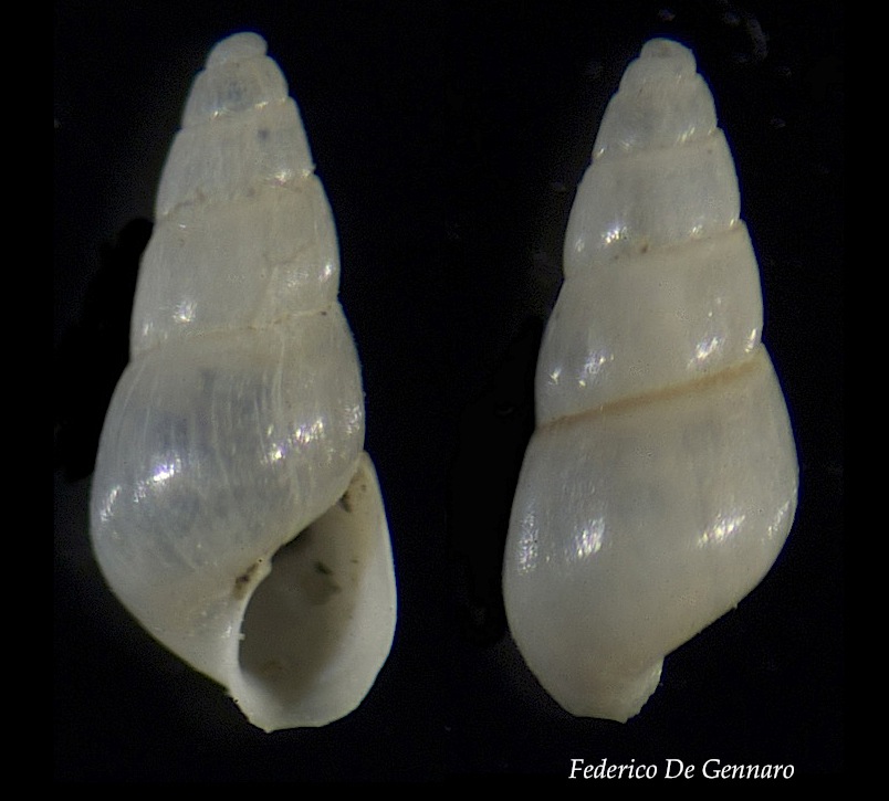 Odostomia