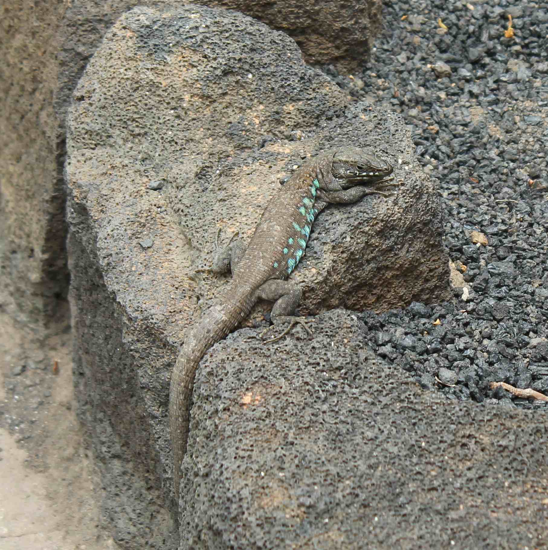 Lucertola Lanzarote