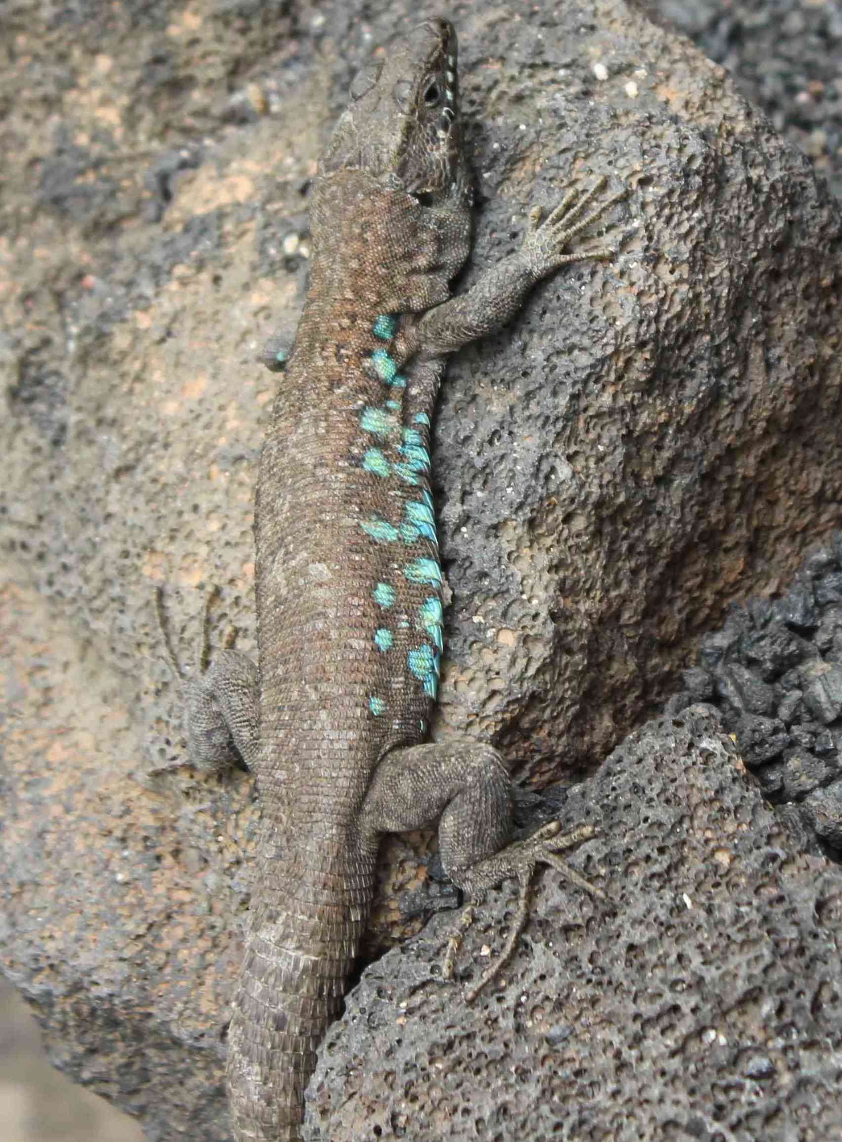 Lucertola Lanzarote