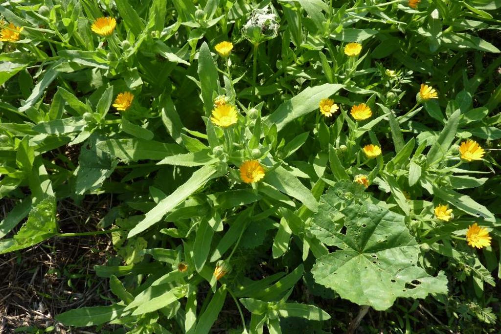 Calendula cfr. arvensis