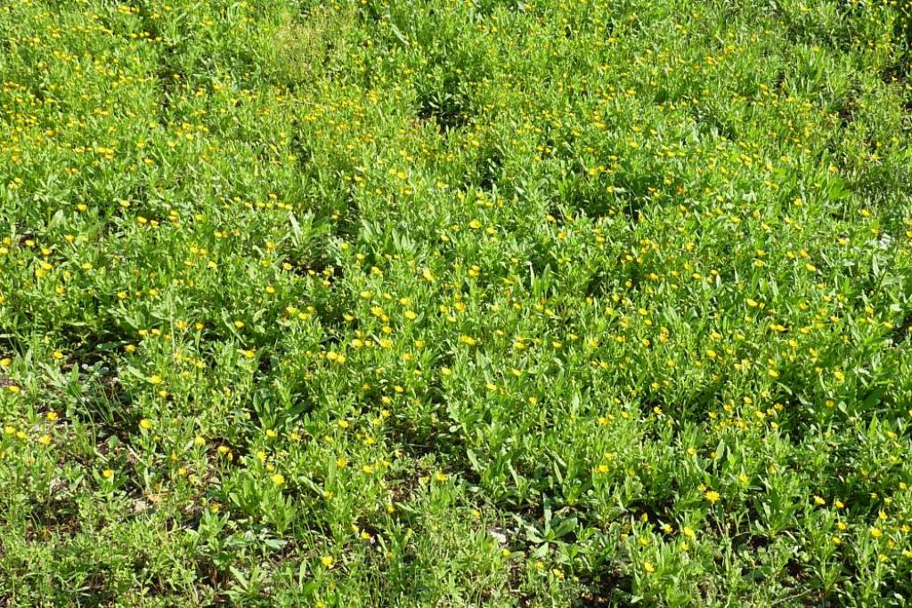 Calendula cfr. arvensis