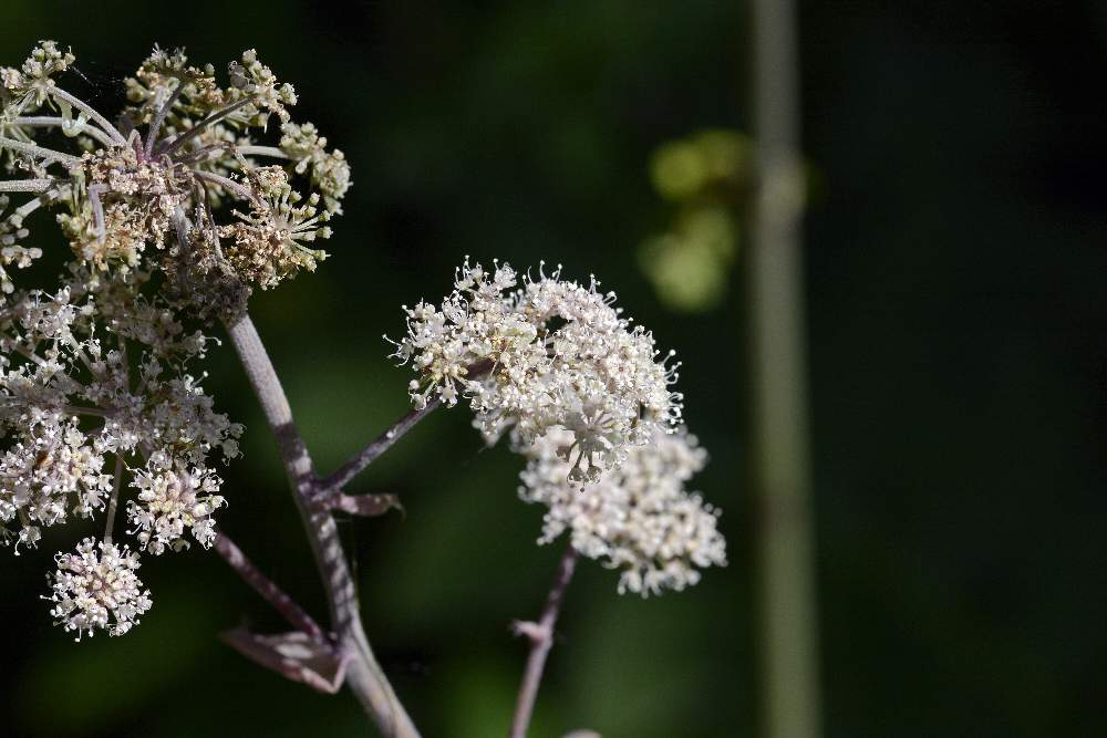 Apiacea bruno violacea:   Tommasinia verticillaris