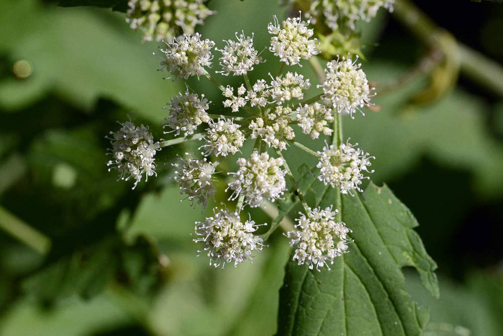 Apiacea da determinare: Tommasinia verticillaris