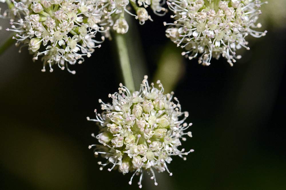 Apiacea da determinare: Tommasinia verticillaris