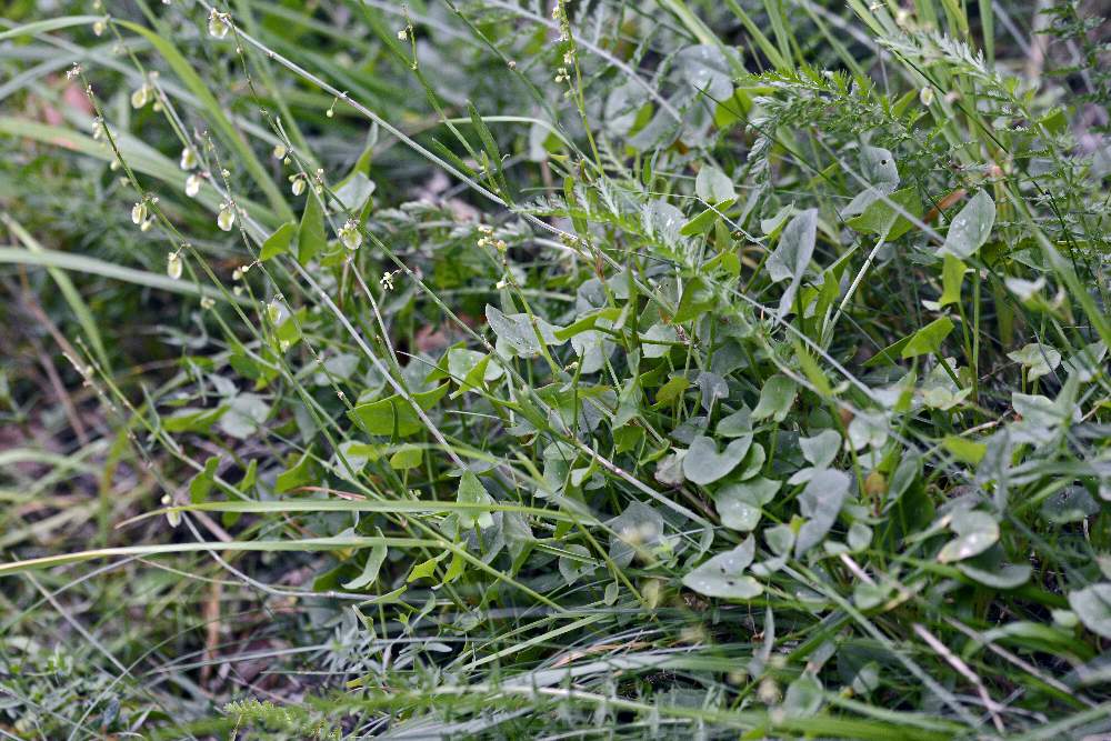 Rumex scutatus