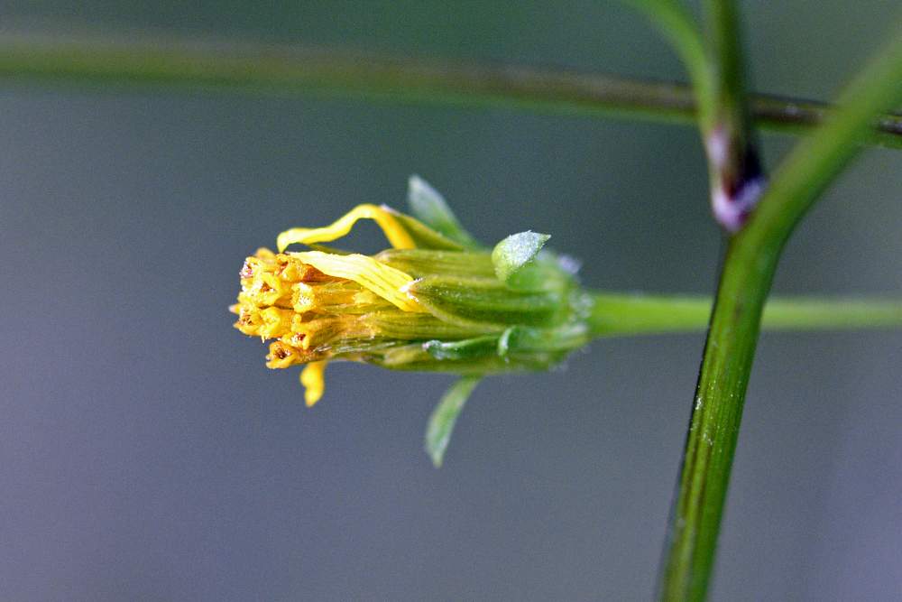 Asteracea: Bidens sp. (B. subalternans opp. B. bipinnatus)