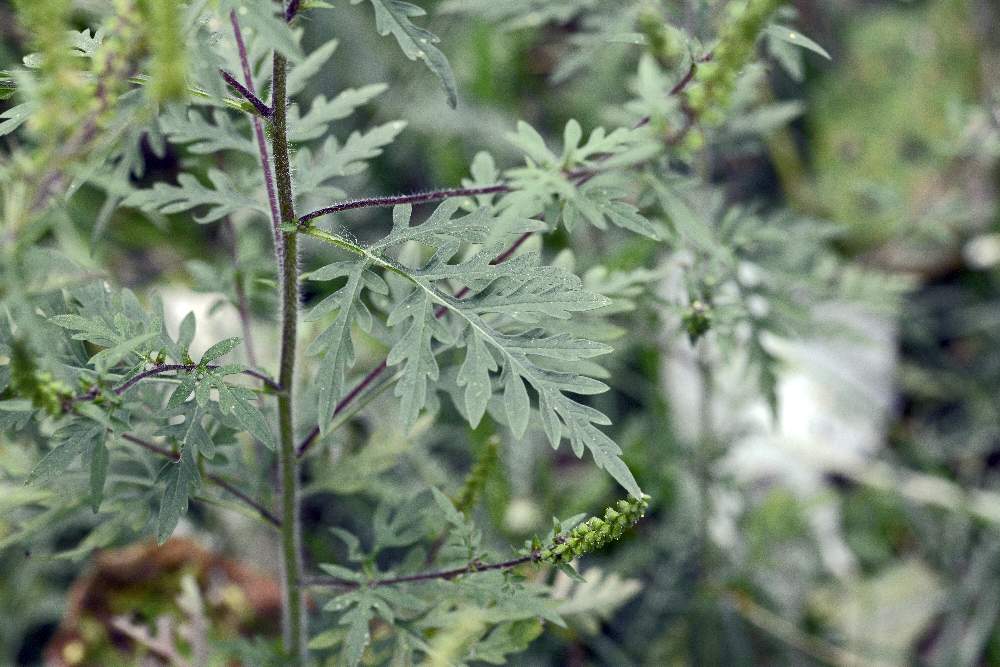 Ambrosia artemisiifolia