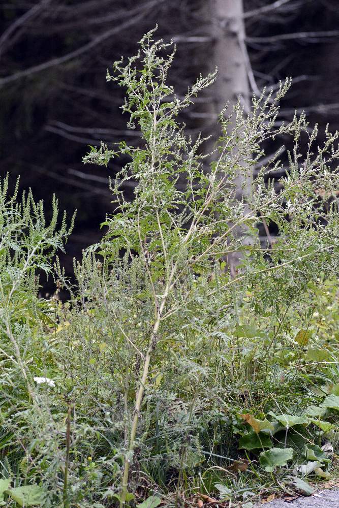 Ambrosia artemisiifolia