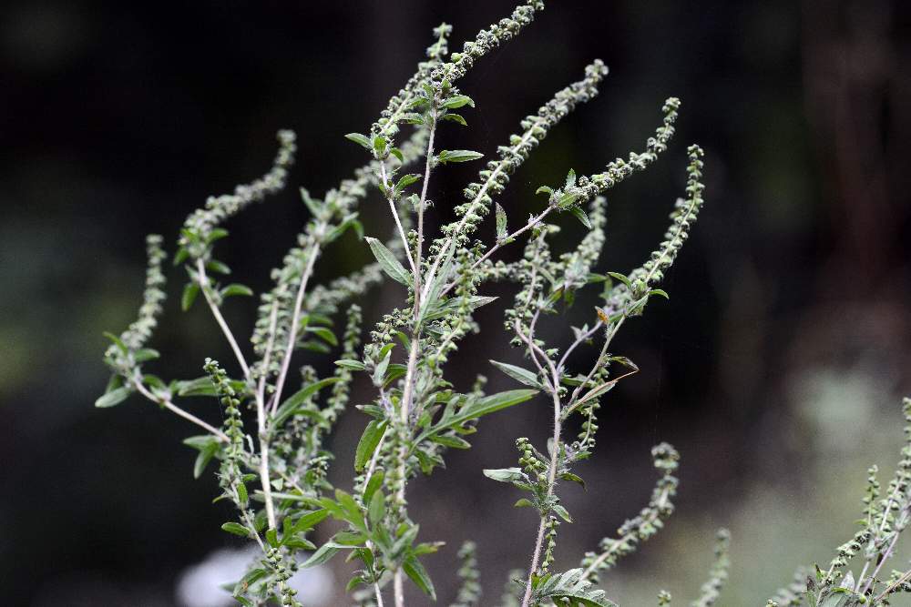 Ambrosia artemisiifolia