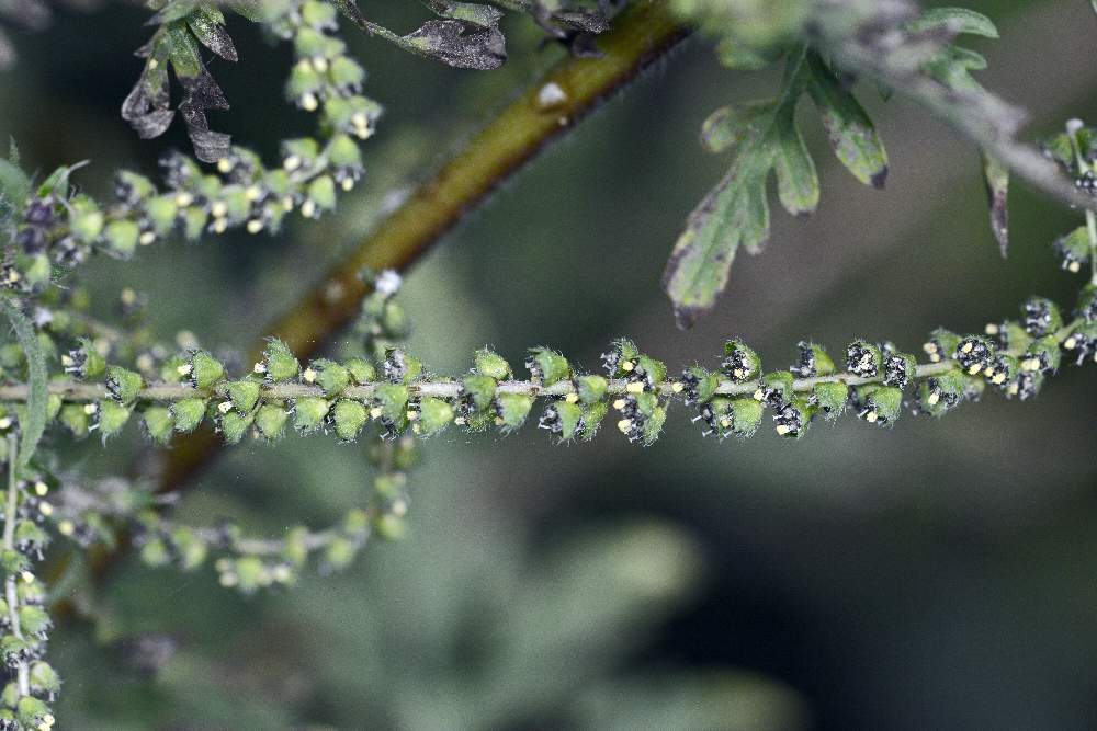 Ambrosia artemisiifolia