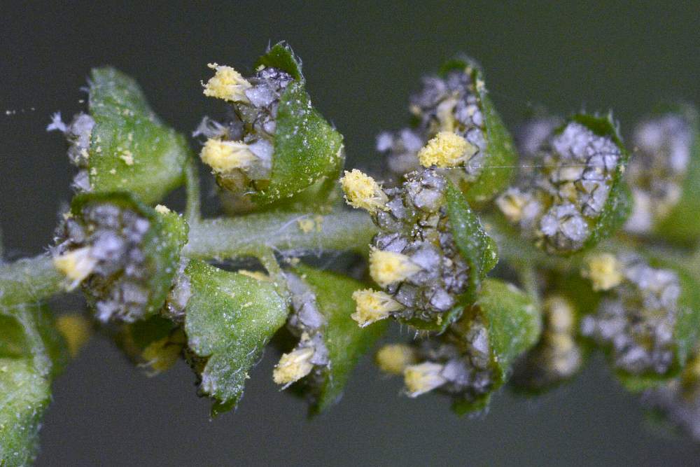 Ambrosia artemisiifolia