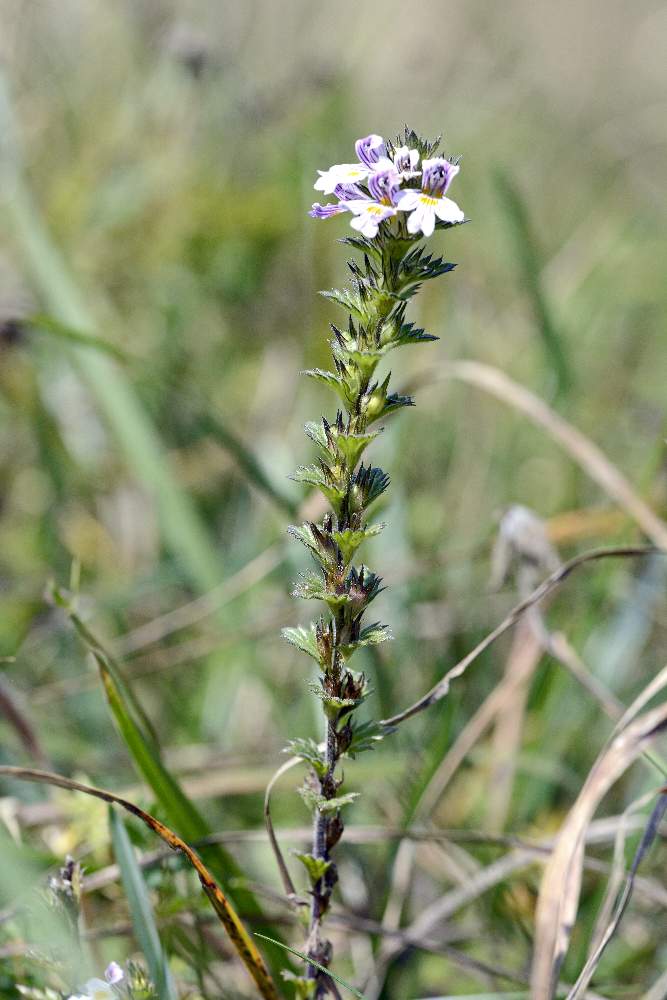 Euphrasia da id.