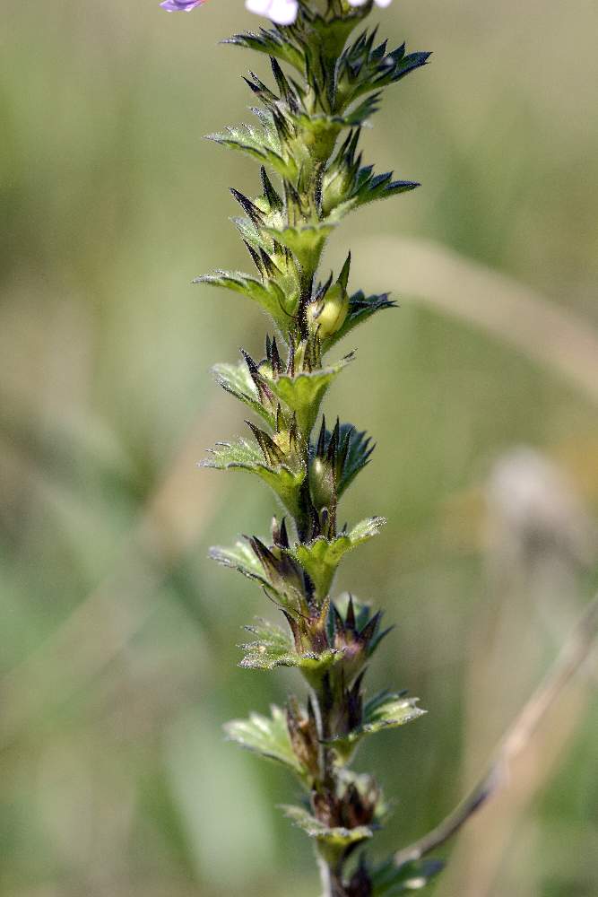 Euphrasia da id.