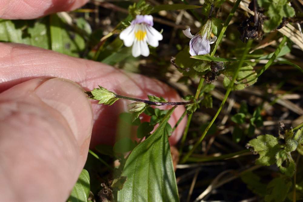 Euphrasia da id.