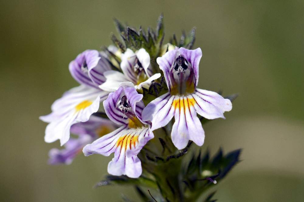 Euphrasia da id.