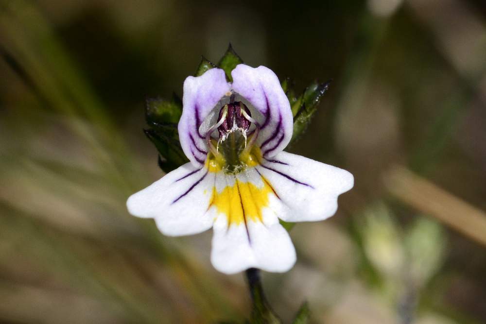 Euphrasia da id.