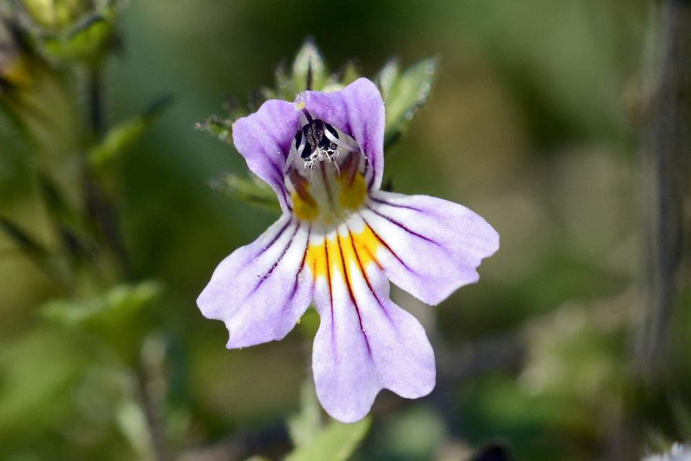 Euphrasia da id.