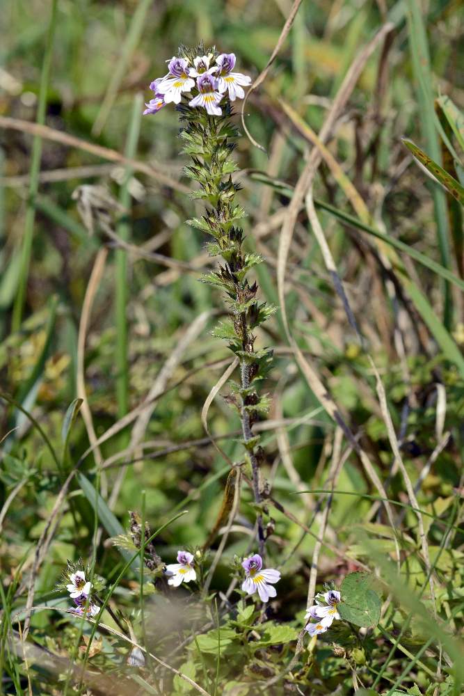 Euphrasia da id.