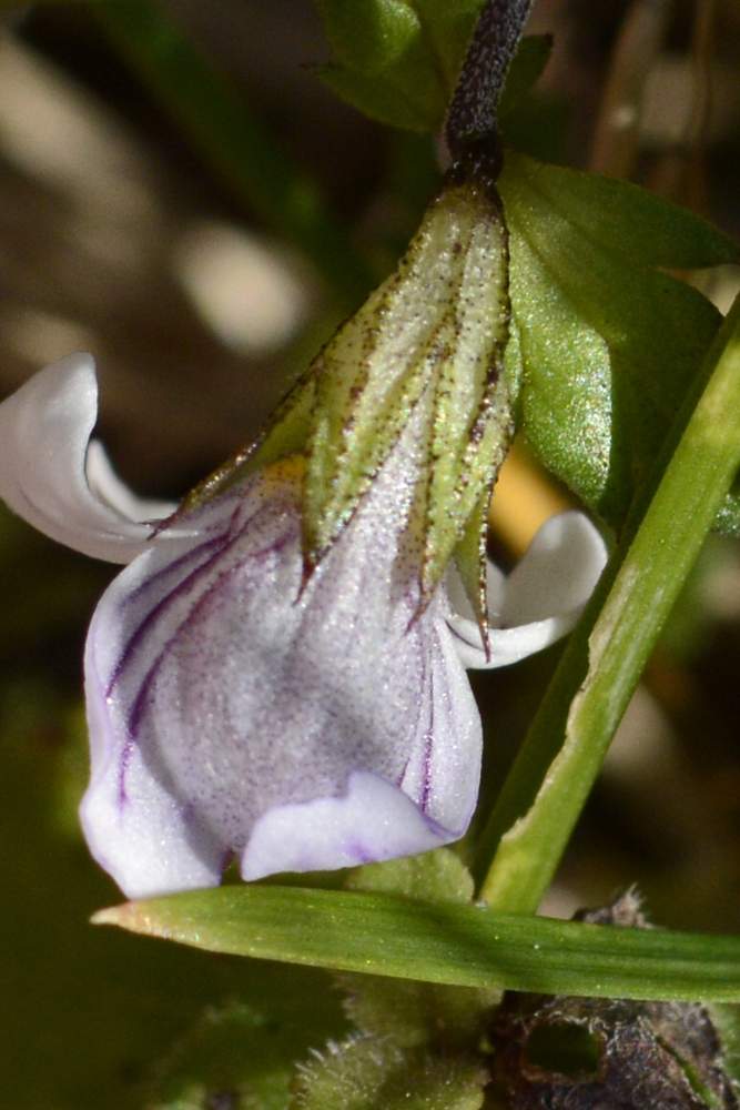 Euphrasia da id.