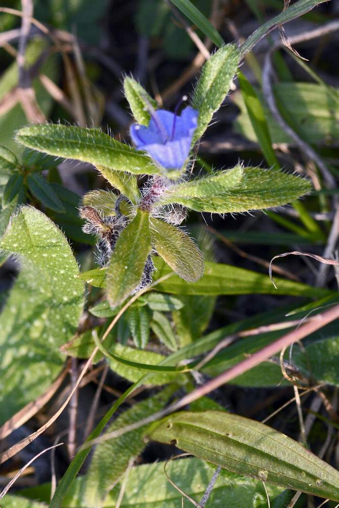 Echium vulgare strano