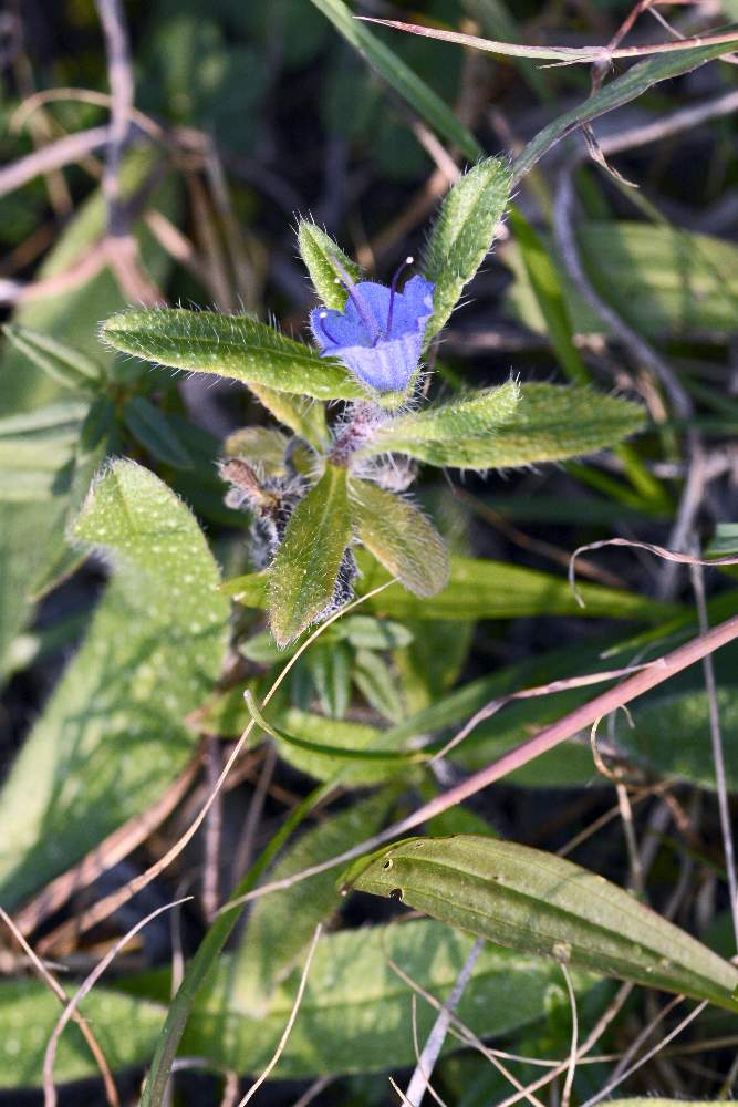 Echium vulgare strano