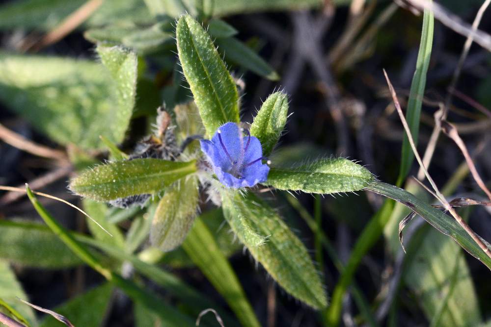 Echium vulgare strano