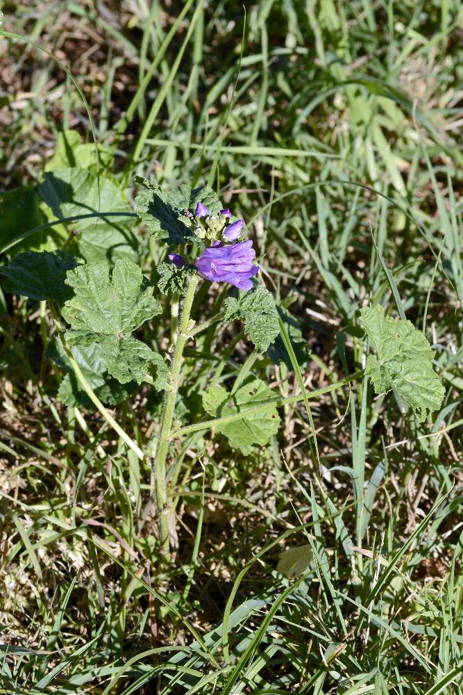 Malva sylvestris